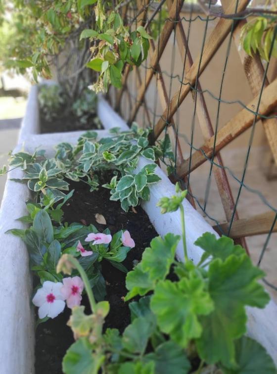 Apartmani Lucica 耶泽拉 外观 照片