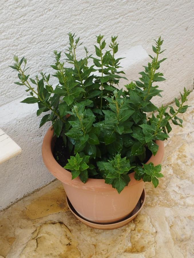 Apartmani Lucica 耶泽拉 外观 照片
